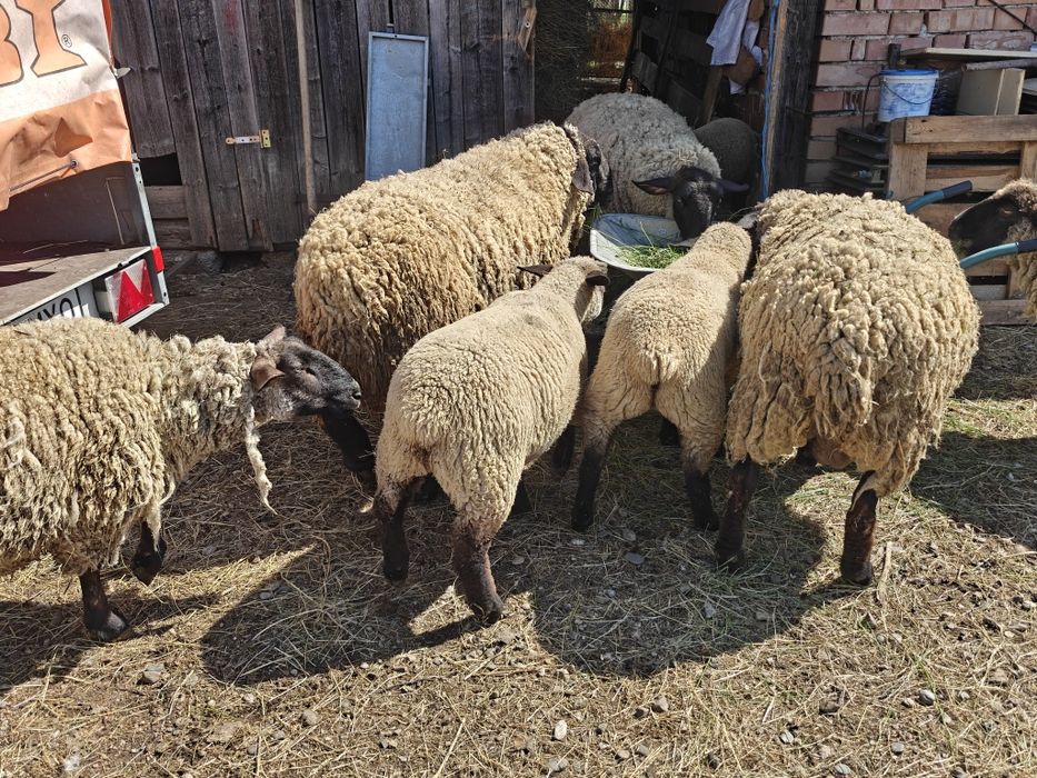 Mieluțe și berbecuți Suffolk