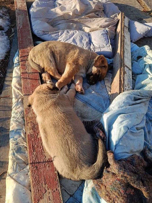 Щенки, 1,5 месяца