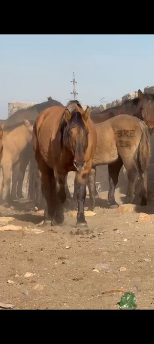 МЗ жабағы сатылады еркек