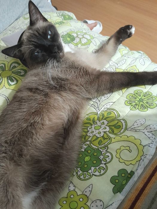 Подарявам мъжка котка