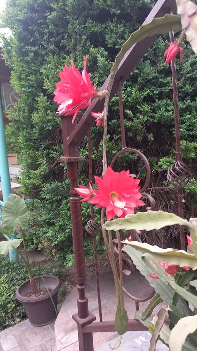 Цветы от 3000 тг до 50000тг