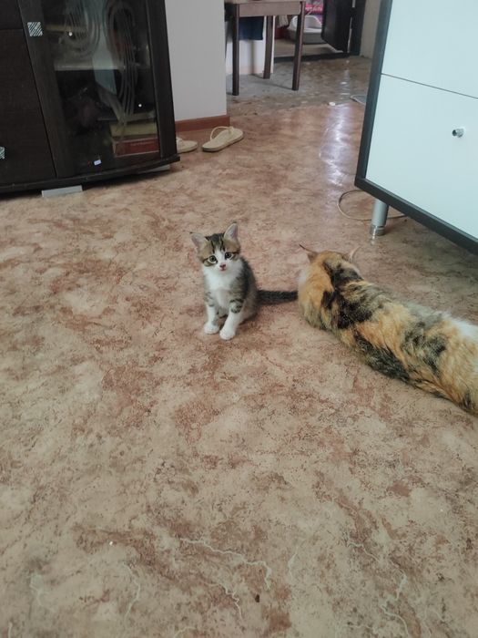 Котята маленькие