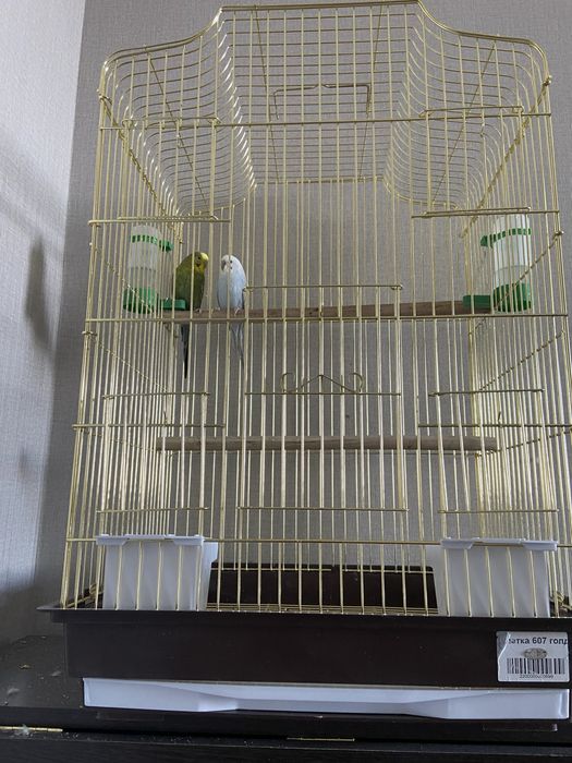 Продам попугаев с клеткой