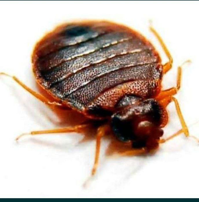 Дизенфекция клапа 120000