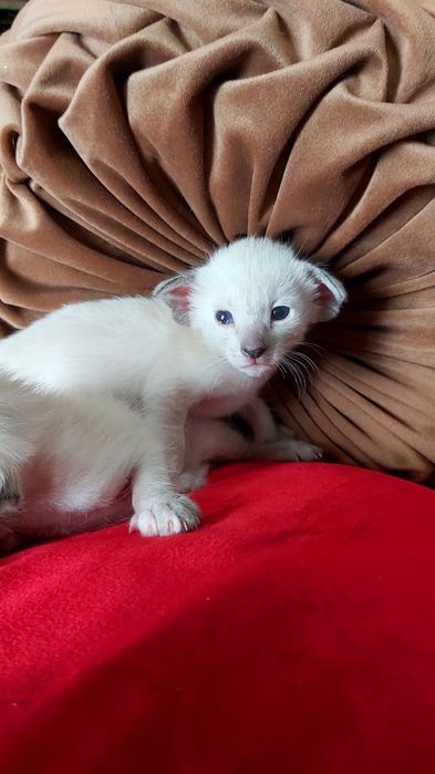 ОРИЕНТАЛЬНЫЕ с документами ( котята )