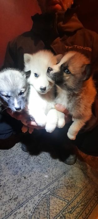 Продам щенков  хаски