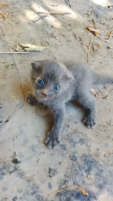 Отдам котят бесплатно