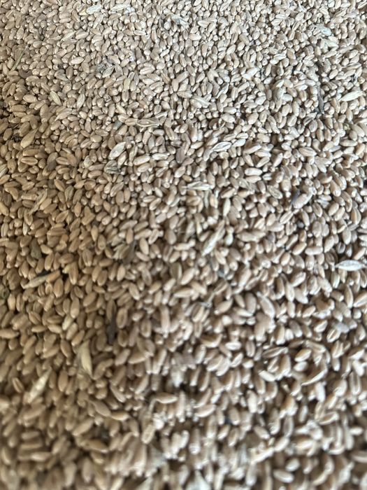 Продается чистая пшеница- зерно