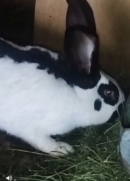 Строкач болалари сотилади