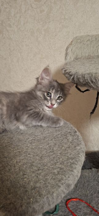 Милые котята в добрые руки