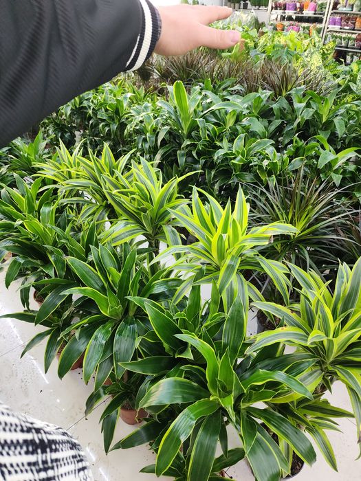 Ландшафтный дизайн профессиональный