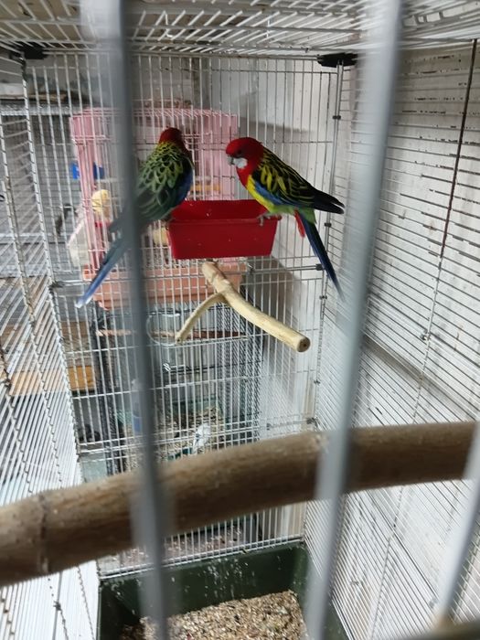 Пёстрая розела пара