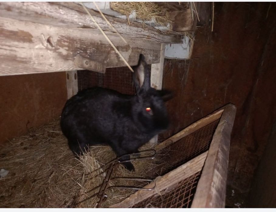 Продам кролла или обмен