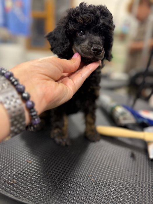 Пудель щенки. Девочки и мальчик.