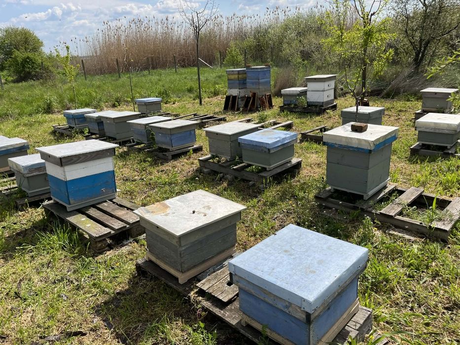 Пчелни Отводки Бургас-LR / корпусни на 5 рамки -65€