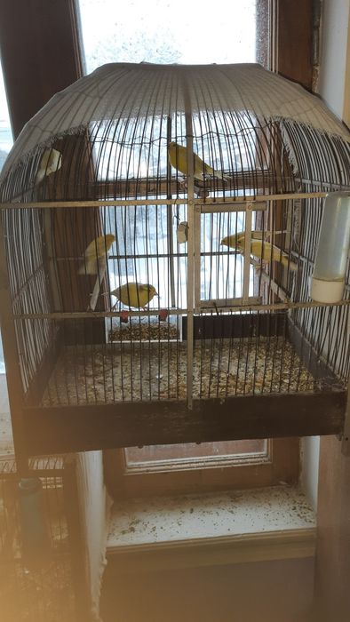 Канарейка самки канарейки