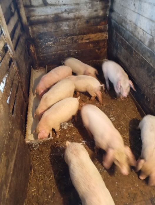 Продам поросят 2 м