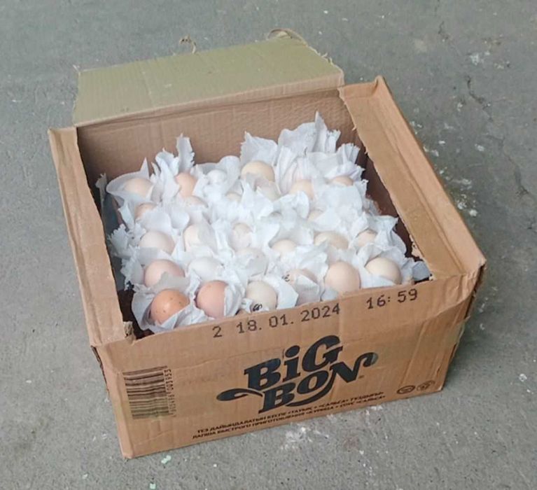 Инкубасинний яйцо Австралор и Джерси гегант / Инкубаторга тухумлар