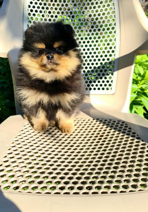 Померан померан.