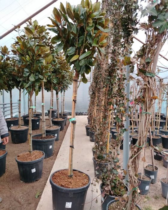 Landshaft gazon xizmati va mevali ko'chatlar. Archa qirqish obrezka