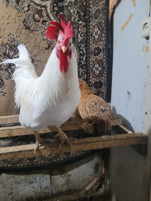 Продам домашних петухов. 5.000