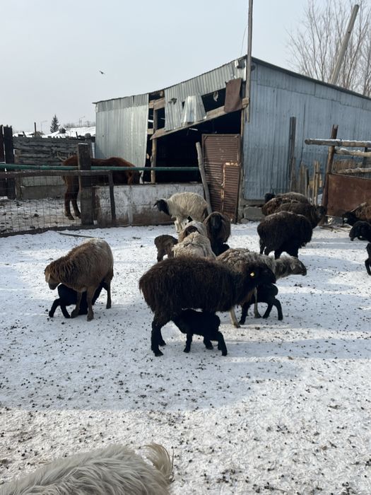 100бас кой сатамын