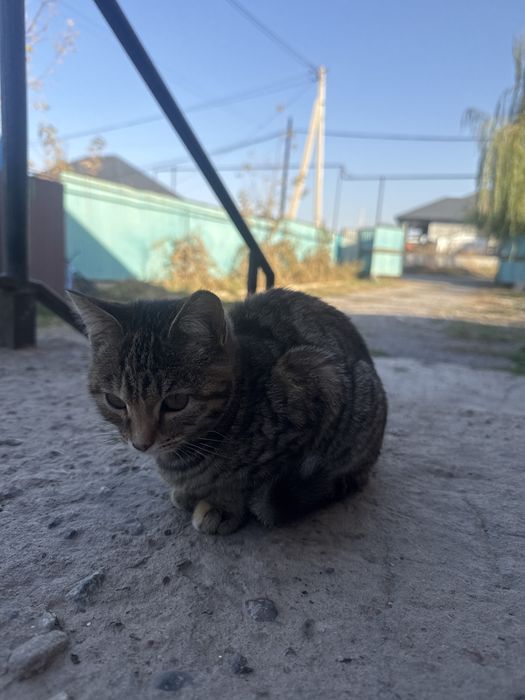 Отдам 2 кошки 1 пацан 1 девочка