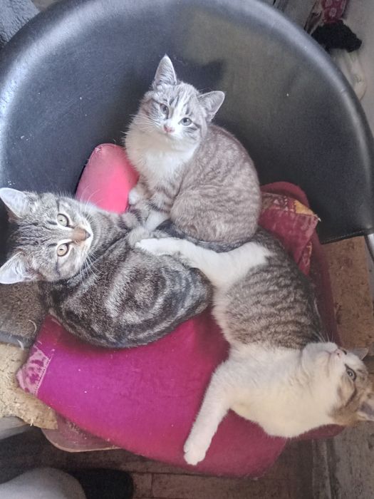 Отдам котят в добрые ручки