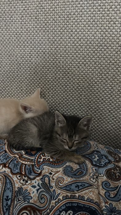 Отдам котят в добрые ручки )