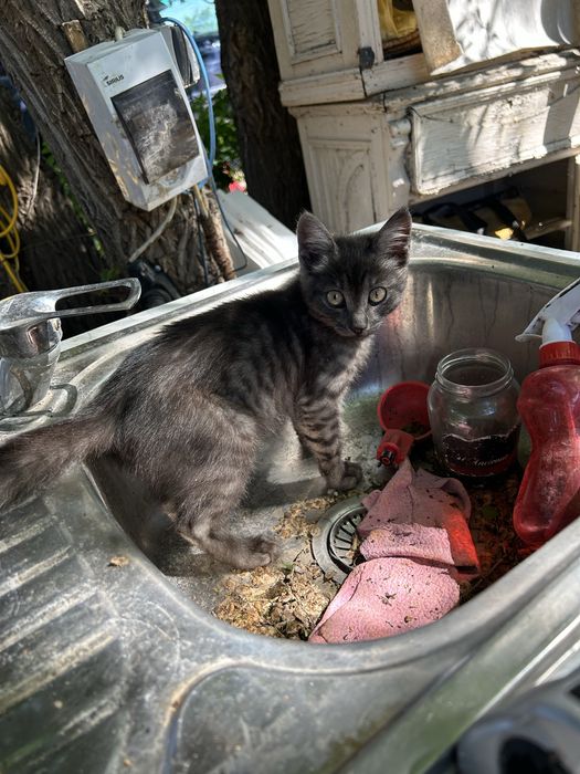 Отдам котенка мышелова