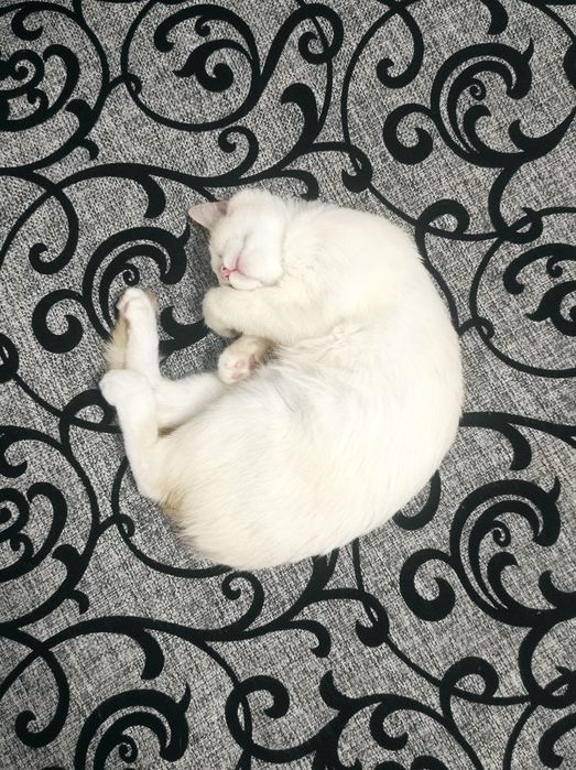 Кошечка стерилизованная