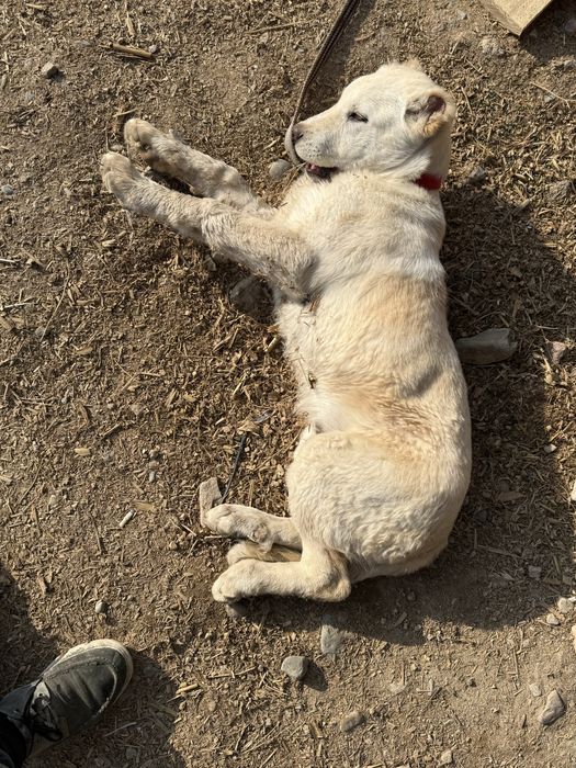 Alabay kuchuk bolasi