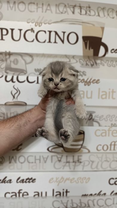 Shinshila mushukchalarimiz