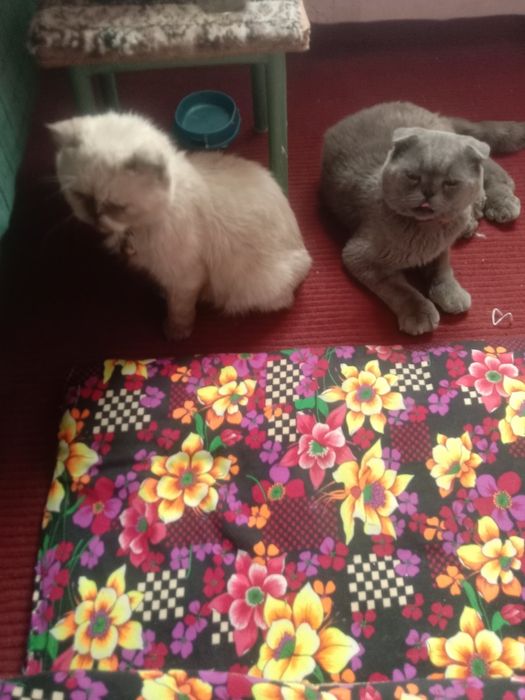 Mushuk bolalari sotiladi.