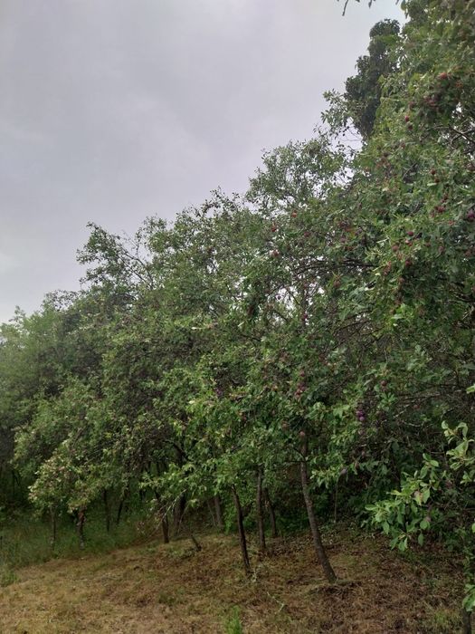 Prune neculese 0,45 ron/ kg