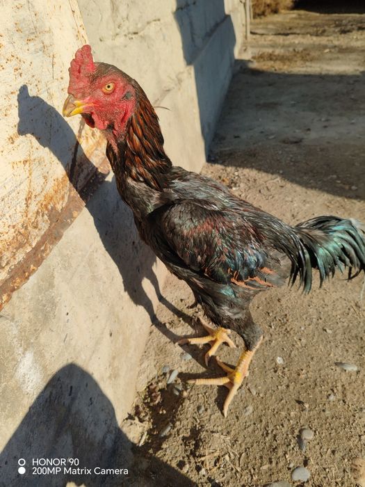 Sog'lom Yoshiga tulgan Huroz