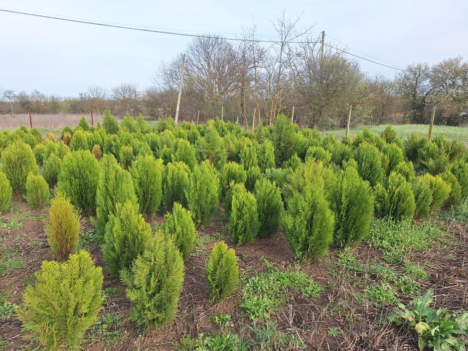 Източна компактна туя 80-120см