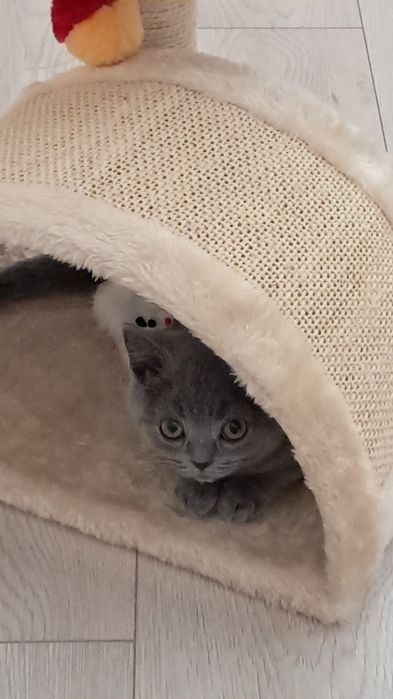 British Shorthair rasa pura