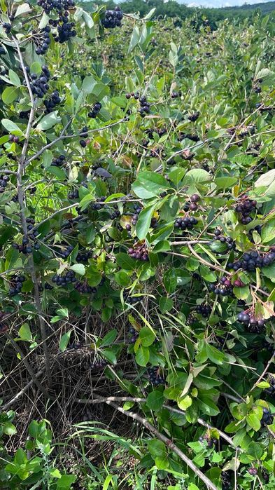 Aronia plante de anul 4 cu fructificare