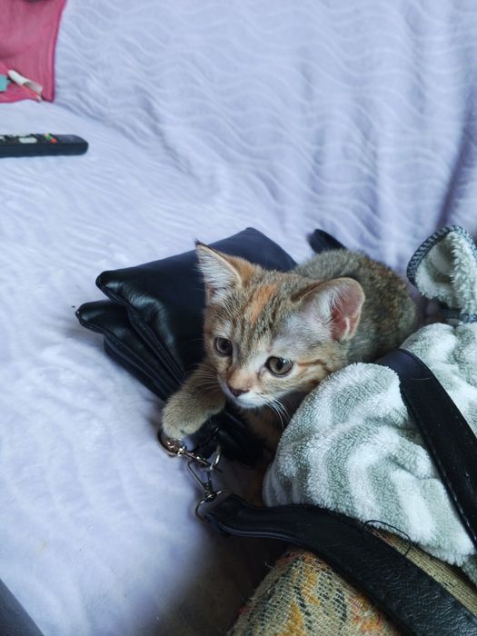 Котенок скотиш страйт