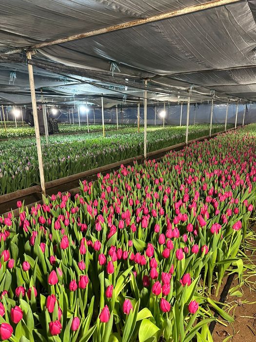 Цветы на 8 марта