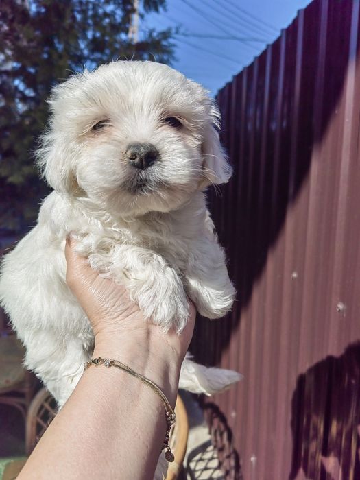 Mascul Bichon Maltez