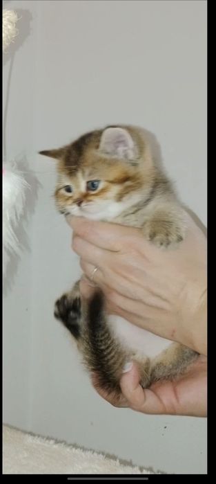 Роскошный котёнок