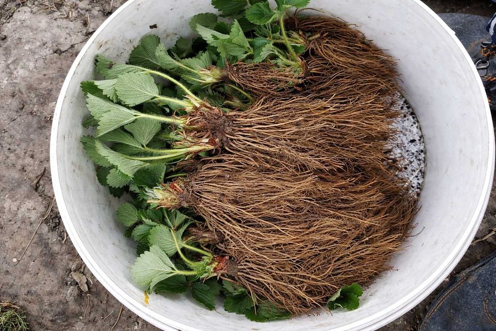 Качествен разсад – Малини и Ягоди Предлагам висококачествен