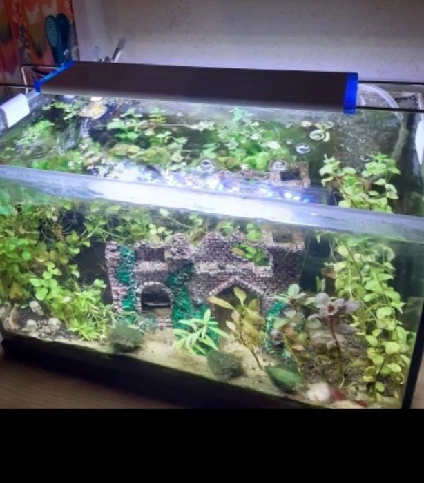 Специализирани аквариумни лампи и корени от азалия