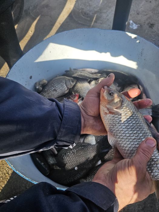 Caras pentru pescuit