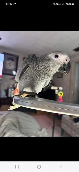 Vand pui papagal jako