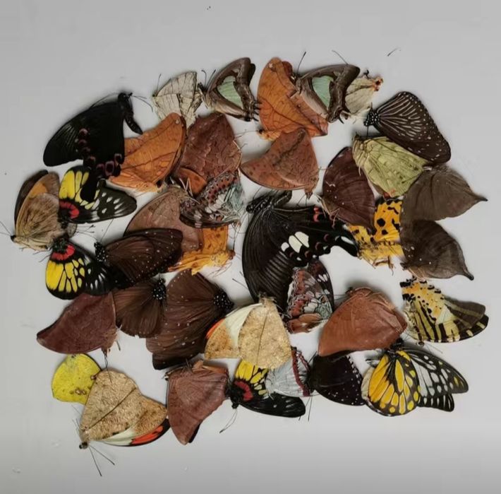 Набор из 10 рандомных бабочек.