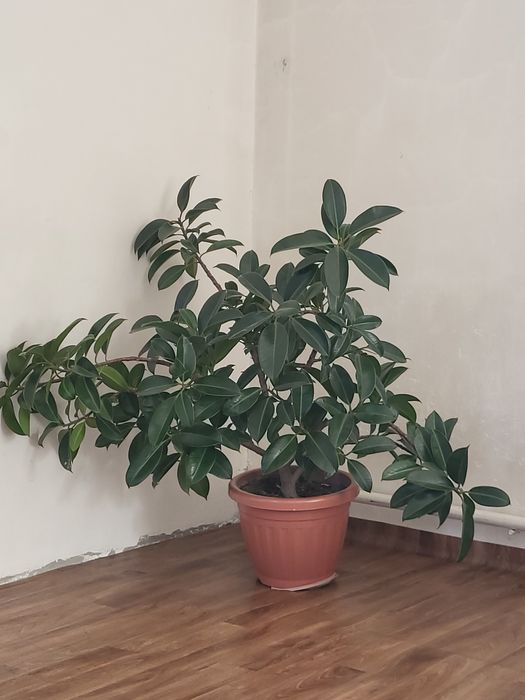 Продам цветок фикус