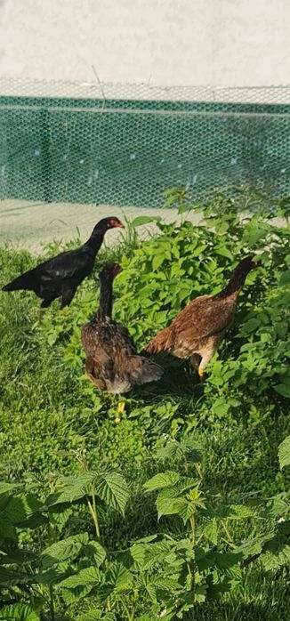 Продается чистокровный петух породы Шамо с курами